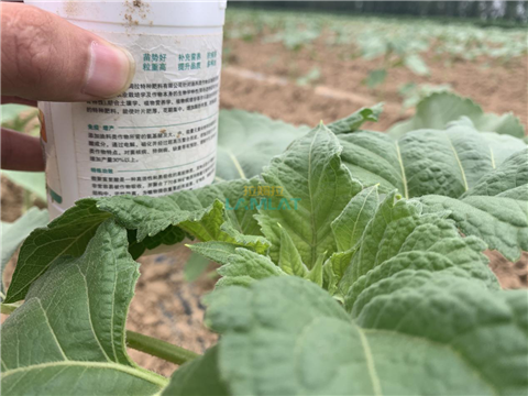 水溶肥，翠姆，拉姆拉