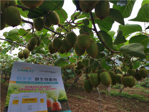 水溶肥，伯示麥，拉姆拉