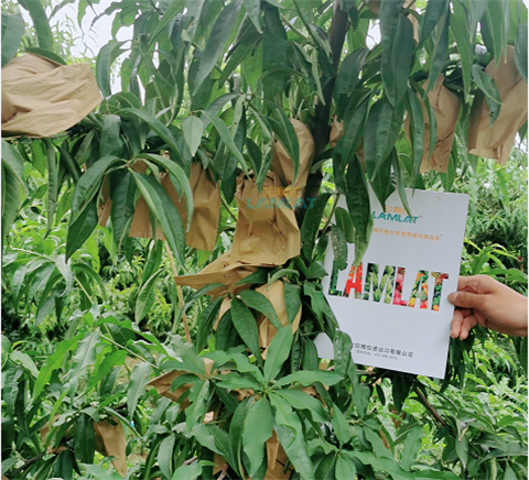 水溶肥，翠姆，拉姆拉