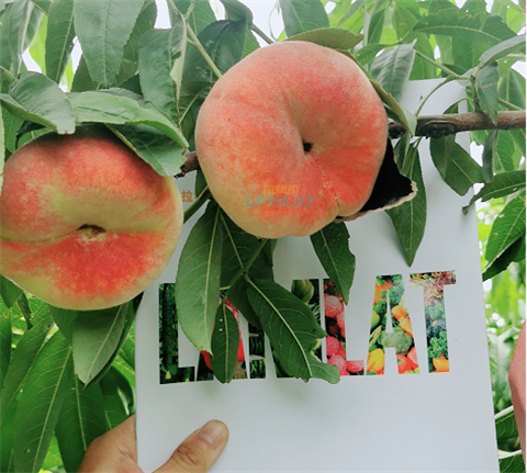 水溶肥，翠姆，拉姆拉