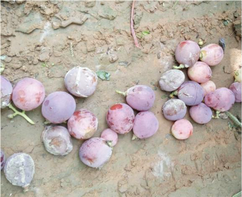 水溶肥，翠姆，拉姆拉