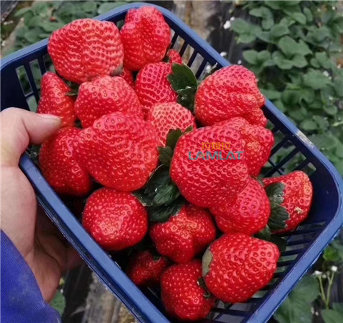 鈣肥，翠姆，拉姆拉