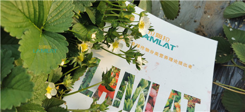 鈣肥，翠姆，拉姆拉