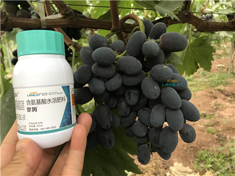 鈣肥，翠姆，拉姆拉