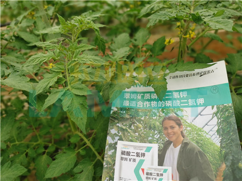 水溶肥，翠姆，拉姆拉