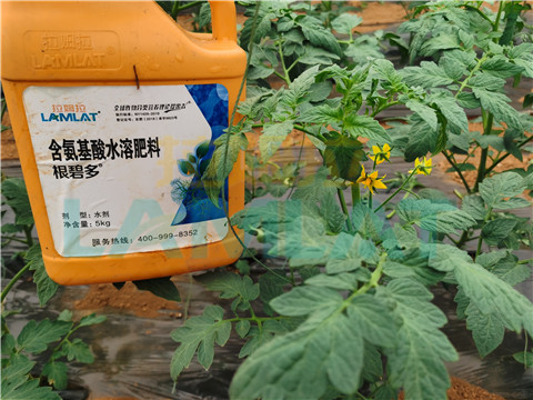 水溶肥，翠姆，拉姆拉