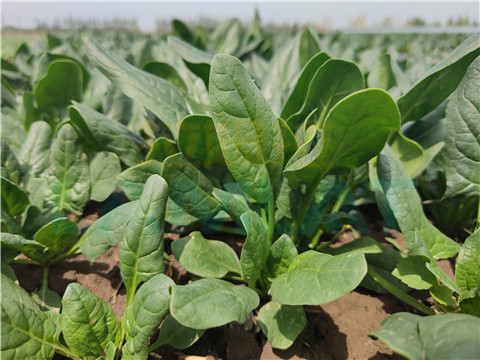 水溶肥，翠姆，拉姆拉