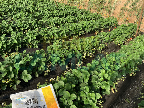 水溶肥，翠姆，拉姆拉