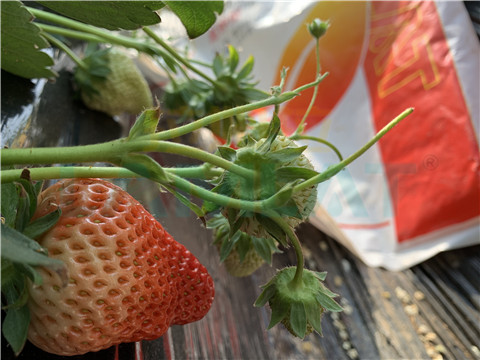 水溶肥，翠姆，拉姆拉