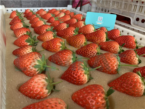 水溶肥，翠姆，拉姆拉