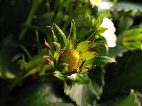 鈣肥，翠姆，拉姆拉