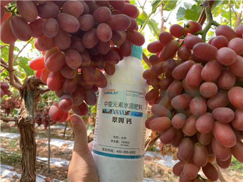 鈣肥，拉姆拉，翠姆