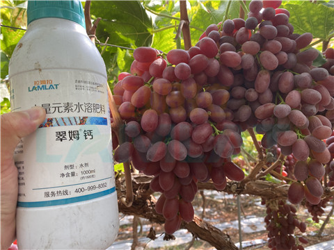 鈣肥，拉姆拉，翠姆