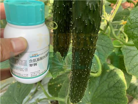 水溶肥，拉姆拉，翠姆