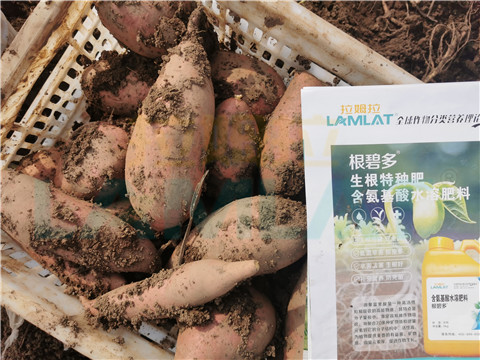 水溶肥，拉姆拉，翠姆