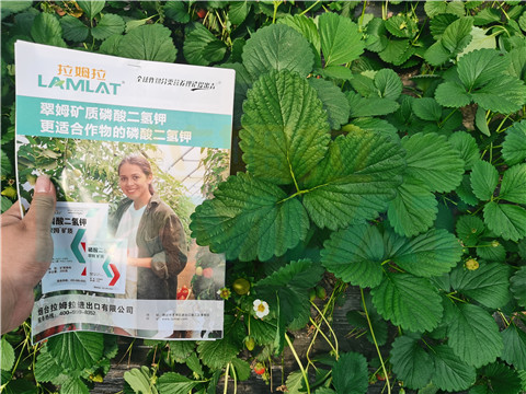 l磷酸二氫鉀，拉姆拉，翠姆