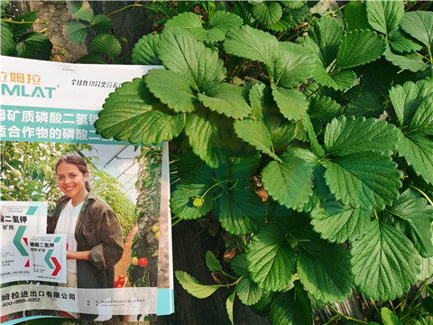 l磷酸二氫鉀，拉姆拉，翠姆