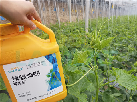 生根劑，拉姆拉，翠姆