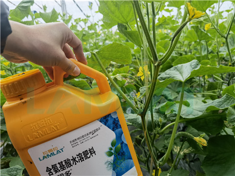 生根劑，拉姆拉，翠姆