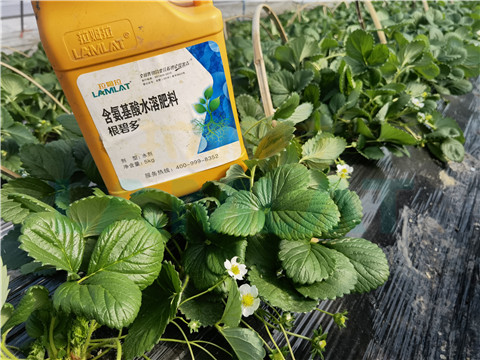 水溶肥，拉姆拉，翠姆