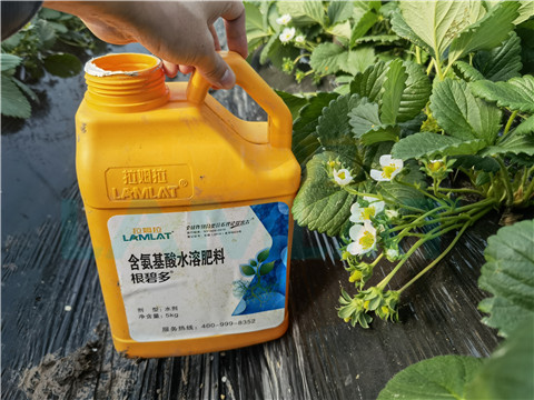 水溶肥，拉姆拉，翠姆