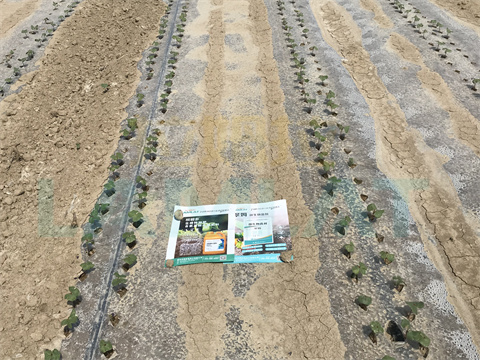 水溶肥，拉姆拉，翠姆