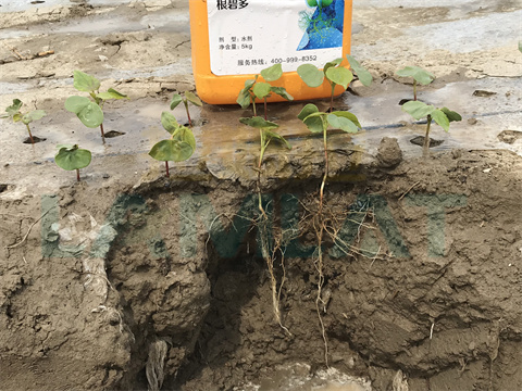 水溶肥，拉姆拉，翠姆