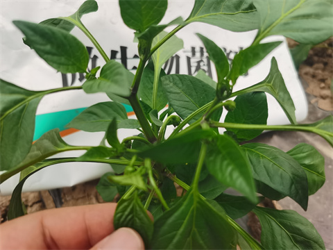 水溶肥，翠姆，拉姆拉