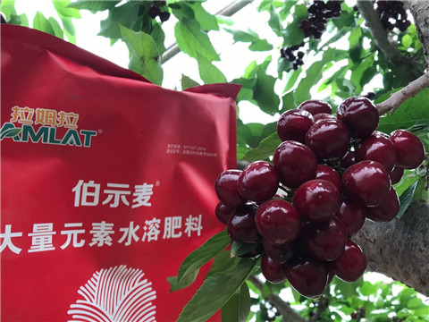 水溶肥,翠姆,櫻桃 水溶肥,翠姆,櫻桃