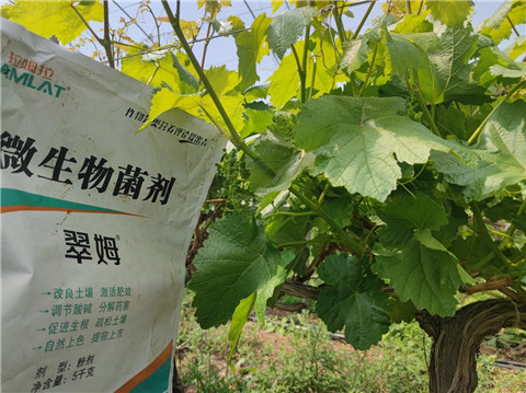 水溶f肥,翠姆,葡萄種植 水溶f肥,翠姆,葡萄種植