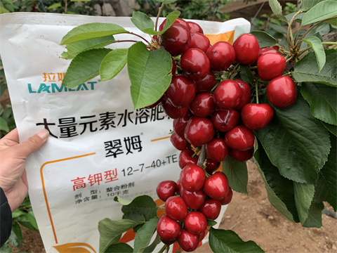 水溶肥廠家,翠姆,櫻桃水溶肥 水溶肥廠家,翠姆,櫻桃水溶肥