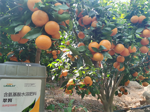 水溶肥,翠姆,柑橘 水溶肥,翠姆,柑橘