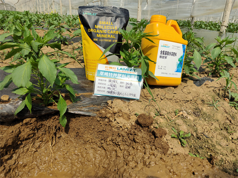 水溶肥廠家,翠姆,辣椒基地種植 水溶肥廠家,翠姆,辣椒基地種植