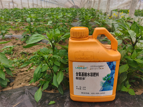 水溶肥廠家,翠姆,辣椒基地種植 水溶肥廠家,翠姆,辣椒基地種植