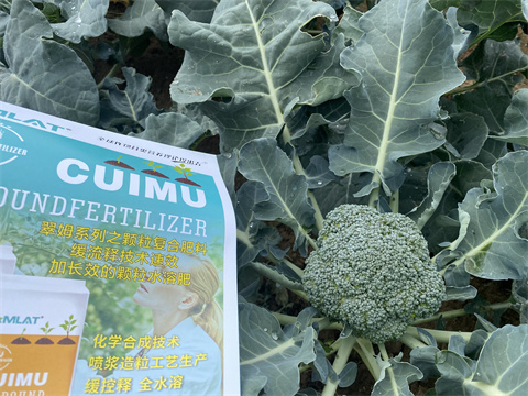 水溶肥廠家,翠姆,花椰菜種植 水溶肥廠家,翠姆,花椰菜種植