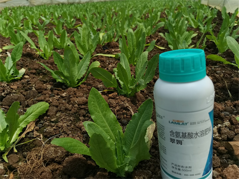 葉面肥品牌,翠姆,蔬菜葉面肥 葉面肥品牌,翠姆,蔬菜葉面肥