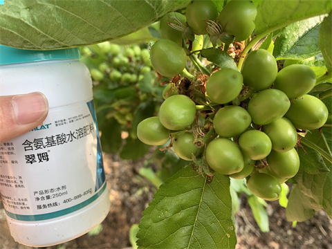 葉面肥,翠姆,櫻桃葉面肥 葉面肥,翠姆,櫻桃葉面肥