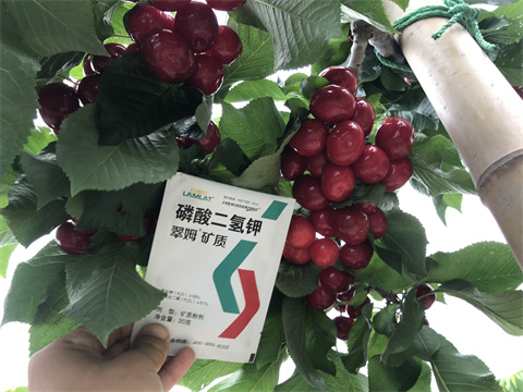 葉面肥,翠姆,櫻桃葉面肥 葉面肥,翠姆,櫻桃葉面肥