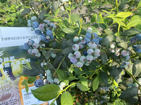 水溶肥,翠姆,藍(lán)莓種植 水溶肥,翠姆,藍(lán)莓種植