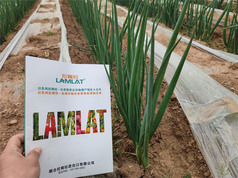 水溶肥廠家,翠姆,大蔥種植 水溶肥廠家,翠姆,大蔥種植