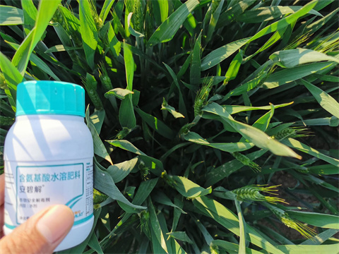 水溶肥,拉姆拉,小麥種植 水溶肥,拉姆拉,小麥種植