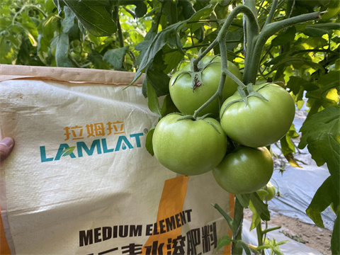 水溶肥品牌,翠姆,西紅柿水溶肥 水溶肥品牌,翠姆,西紅柿水溶肥