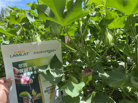 水溶肥,翠姆,棉花水溶肥 水溶肥,翠姆,棉花水溶肥