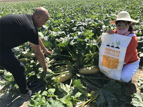 水溶肥,翠姆,葫蘆瓜種植 水溶肥,翠姆,葫蘆瓜種植