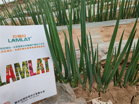 水溶肥廠家,翠姆,大蔥種植 水溶肥廠家,翠姆,大蔥種植