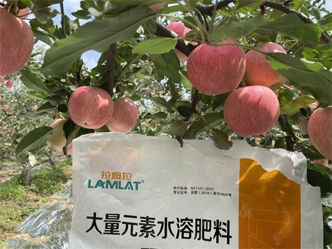 水溶肥價(jià)格,翠姆,蘋果種植 水溶肥價(jià)格,翠姆,蘋果種植