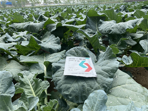 水溶肥,翠姆,西藍(lán)花施肥技術(shù) 水溶肥,翠姆,西藍(lán)花施肥技術(shù)