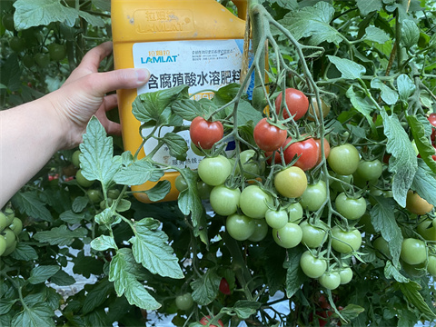 魚(yú)蛋白水溶肥,翠姆,拉姆拉 魚(yú)蛋白水溶肥,翠姆,拉姆拉