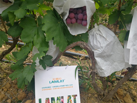 水溶肥,翠姆,葡萄著色期管理 水溶肥,翠姆,葡萄著色期管理