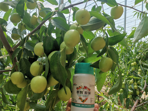 水溶肥,拉姆拉,冬棗種植 水溶肥,拉姆拉,冬棗種植
